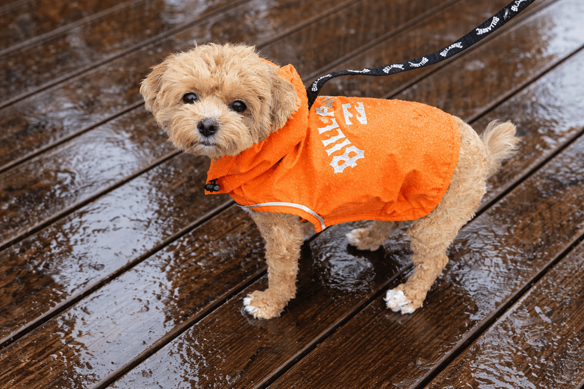 BILLABONG DOG WEAR