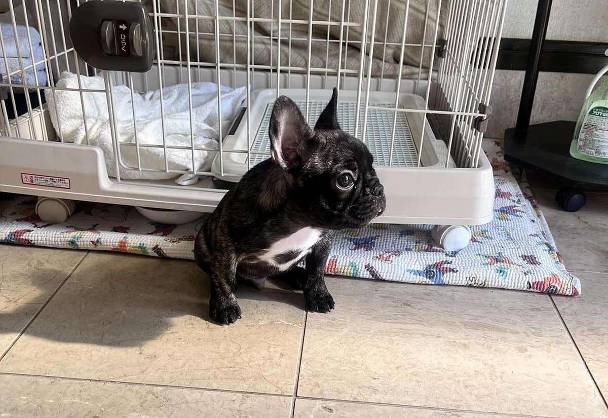 フレンチブルドッグとの出会い