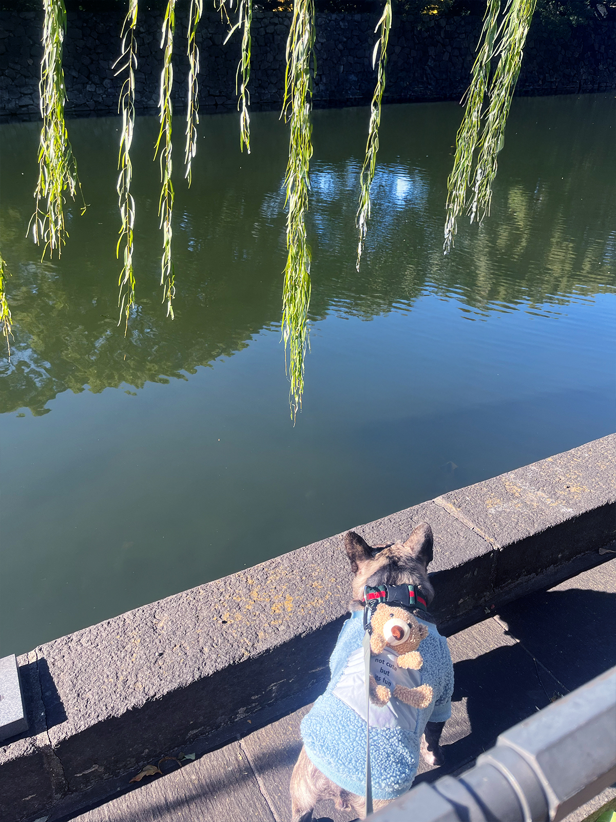 皇居の周りを散歩するフレンチブルドッグ