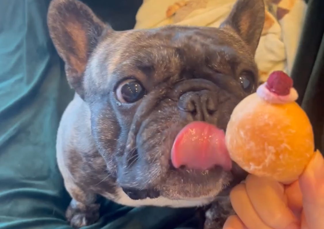 愛犬用ドーナツ